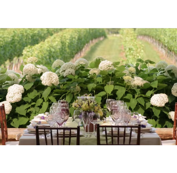 553_377_Wolffer-Estate-Table-Overlooking-Vineyard-72dpi_fad346c6-5056-b3a8-493ad9a86a5b068a.avif