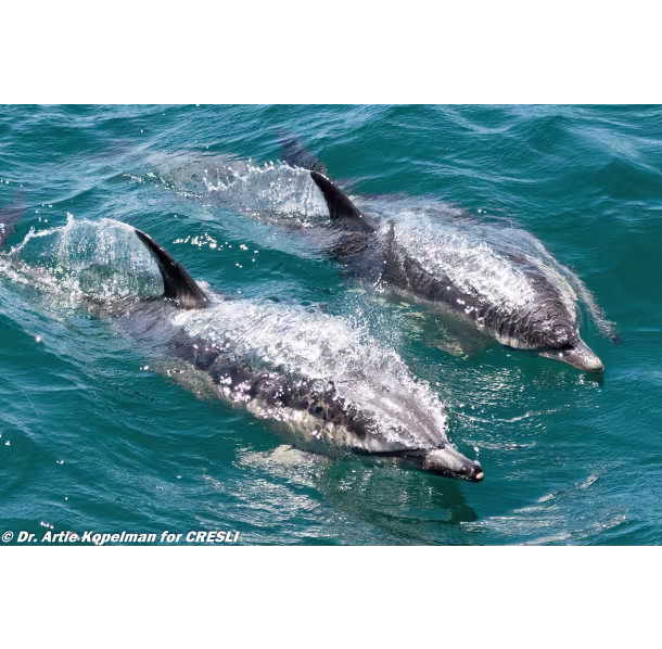 WW-2_EDA5A9D6-3A49-400F-AC22CC94095AA174_2b1b0997-a3ae-43b9-869584de02fb8064 (1).avif