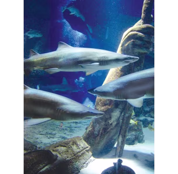 3-Sharks-in-tank_EDCC771A-94BE-41ED-92E09C37DA9AA77E_2a41a97e-18d1-4201-982094287ec07d46.avif